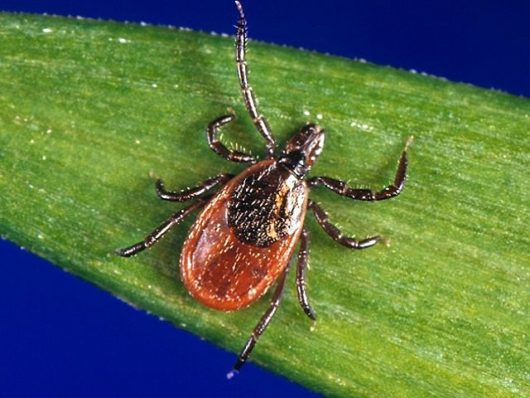 Lyme Disease