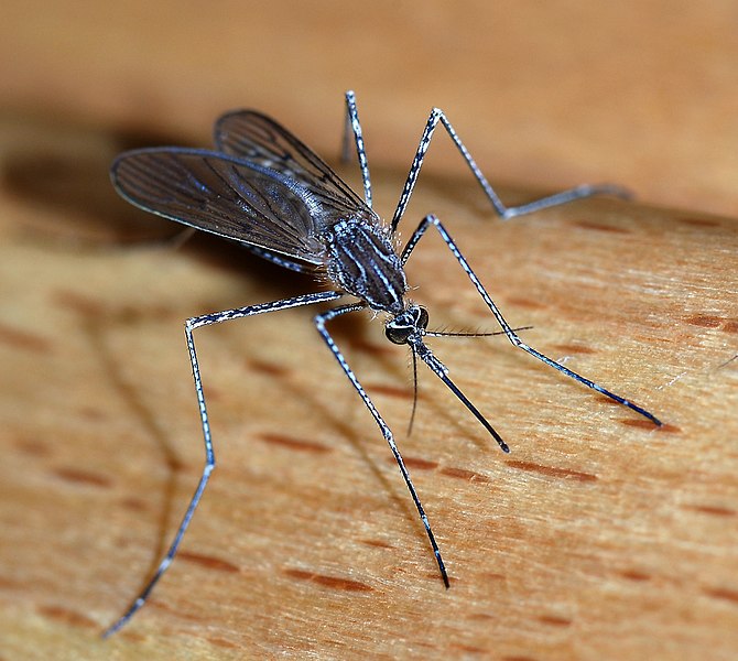Malaria in Burkina Faso