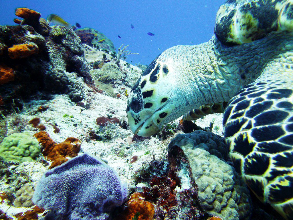 Marine Biodiversity in Mexico