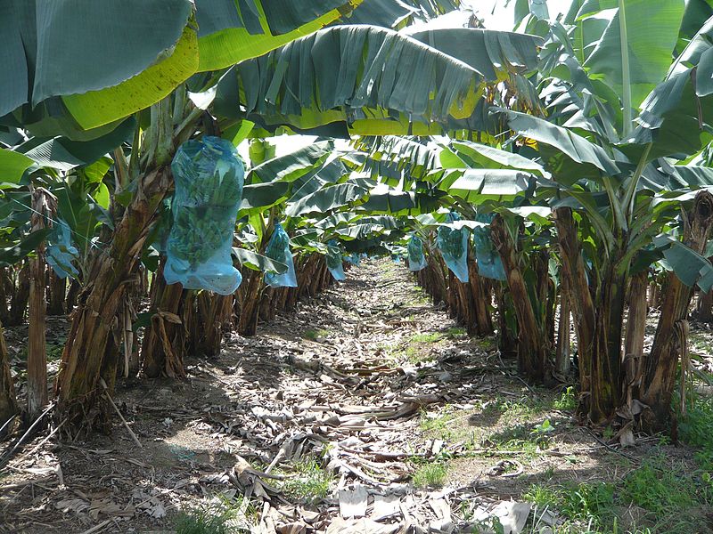 Martinique’s Pesticide Poisoning Martinique's Pesticide Poisoning