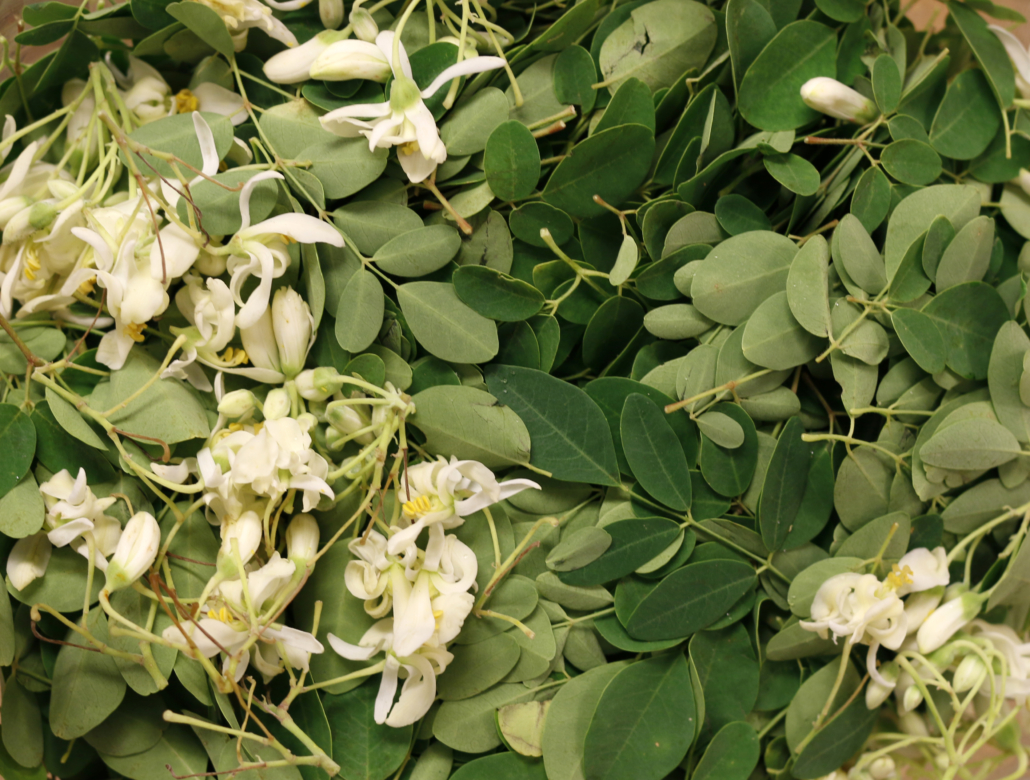 indoor vine plants Angel Vine