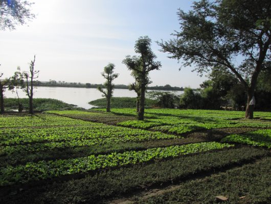 Moringa Plant Reduces Food Insecurity in Niger