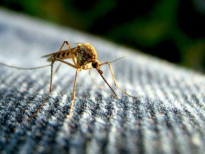 Mosquito-Borne Diseases
