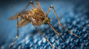 Mosquito-Spread Diseases