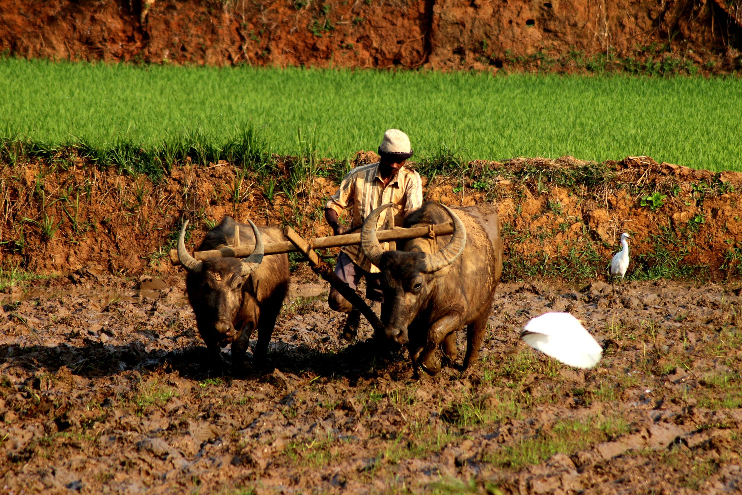 NGOs in India