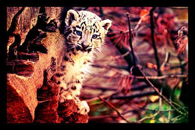 National Geographic Big Cat Initiative Lion Cheetah Snow Leopard Panther Poacher Endangered Species