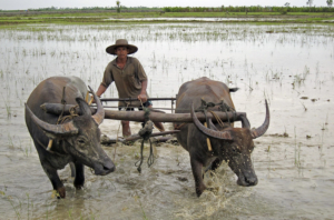 Neglected zoonotic diseases