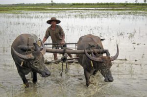 Neglected zoonotic diseases
