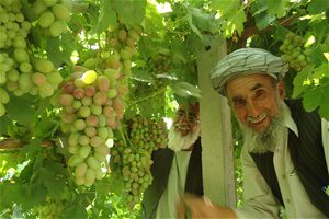 New Horticultural System Improves Harvests in Balkh