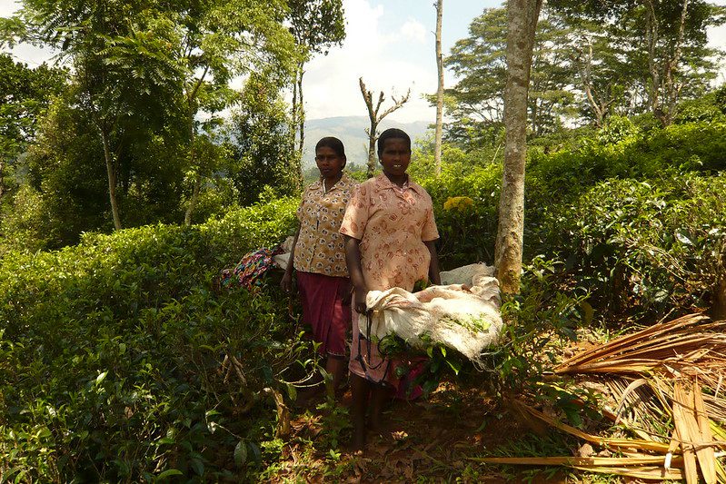 TechnoServe Bolsters India’s Economy with Coffee