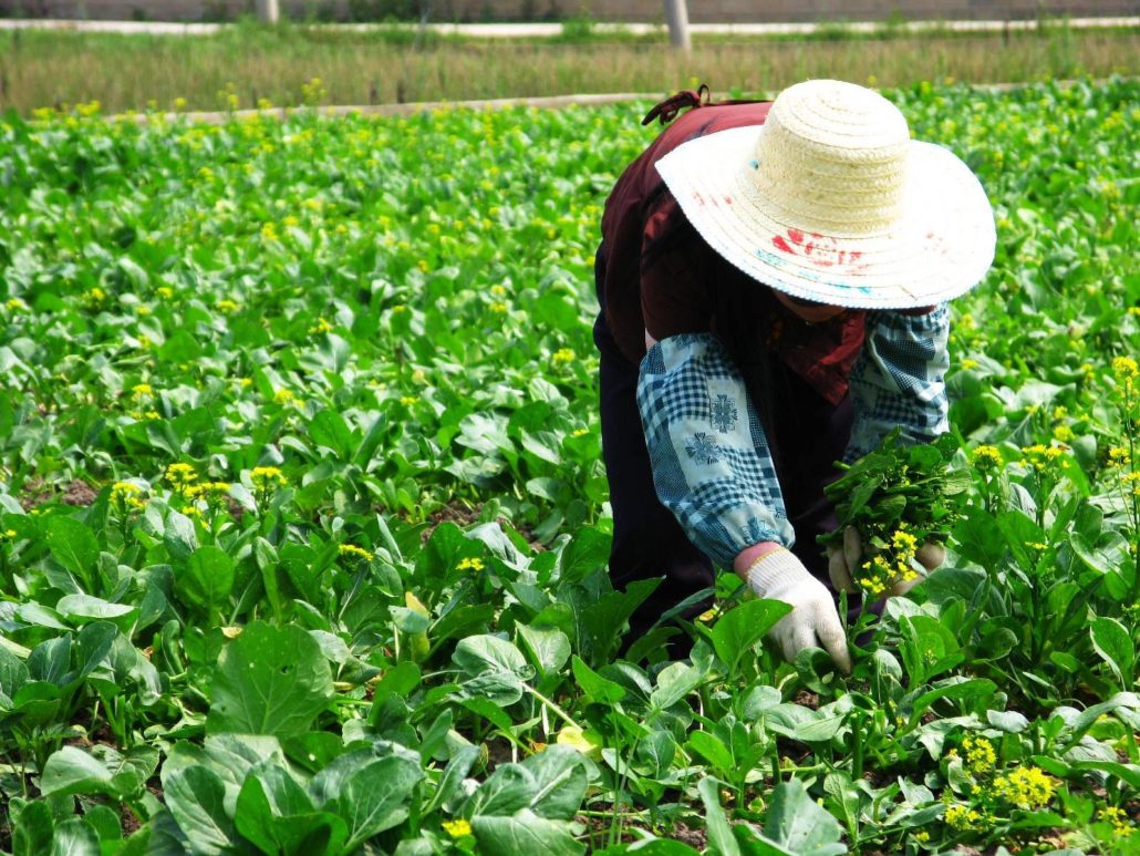 Nourish Impoverished Communities
