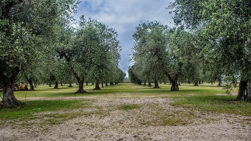 Olive Trees in Palestine