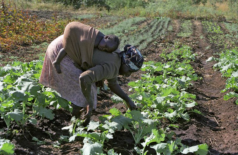 How Elizabeth Mpofu is Transforming Agriculture in Zimbabwe
