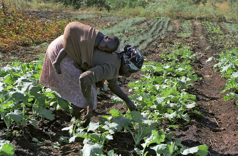 How Elizabeth Mpofu is Transforming Agriculture in Zimbabwe