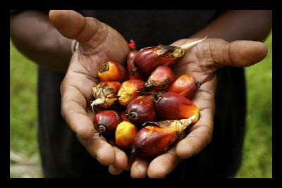 World bank Palm oil funding Palm_oil_world_bank