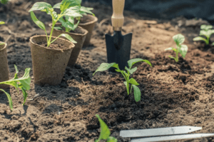 Permaculture in South Africa