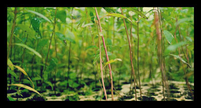 Plant_with_a_purpose