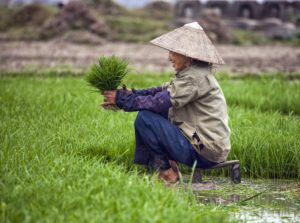 Poverty Alleviation in Vietnam