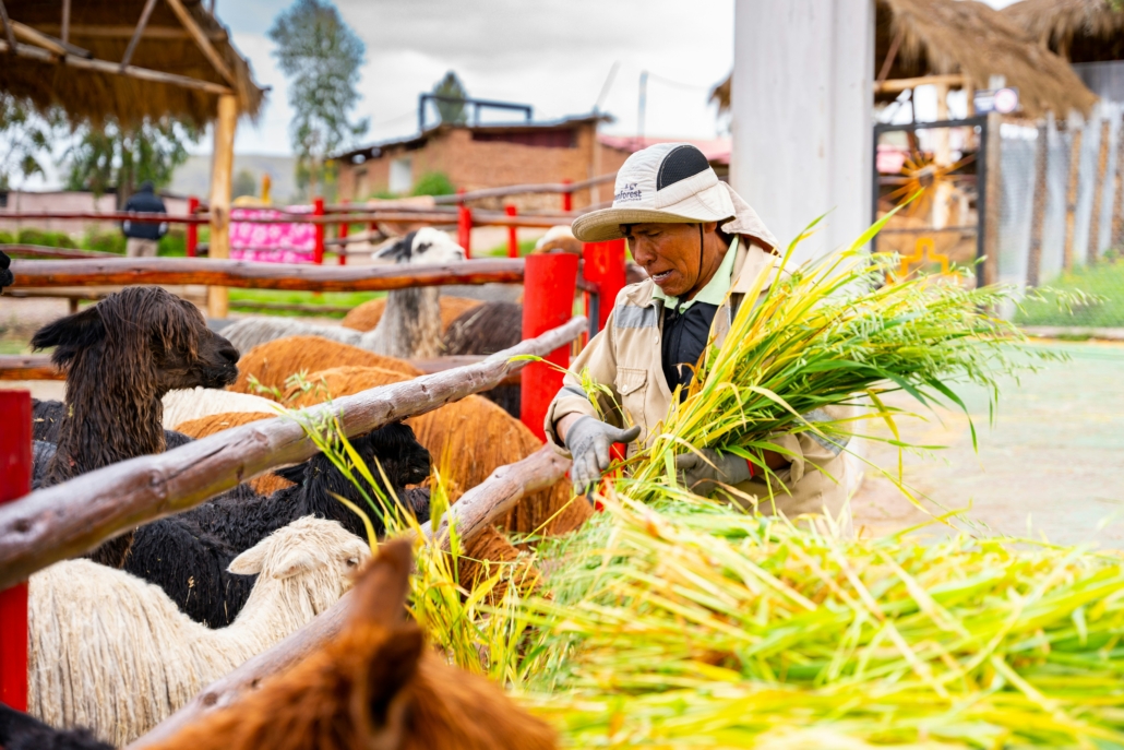 Poverty Reduction in Peru