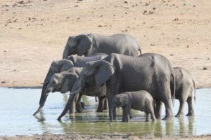 Poaching and Poverty in Botswana
