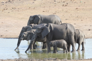 Poaching and Poverty in Botswana