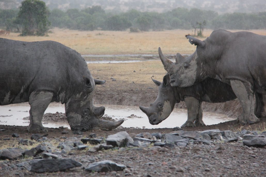 Poverty and poaching
