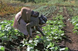 Poverty in Zimbabwe