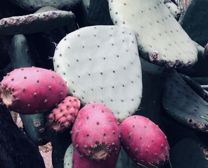Prickly Pear
