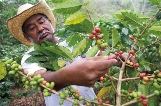 Protecting the Coffee Farmers