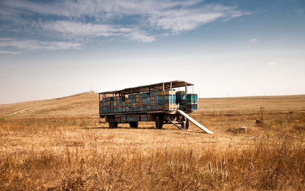 Quinoa in Africa