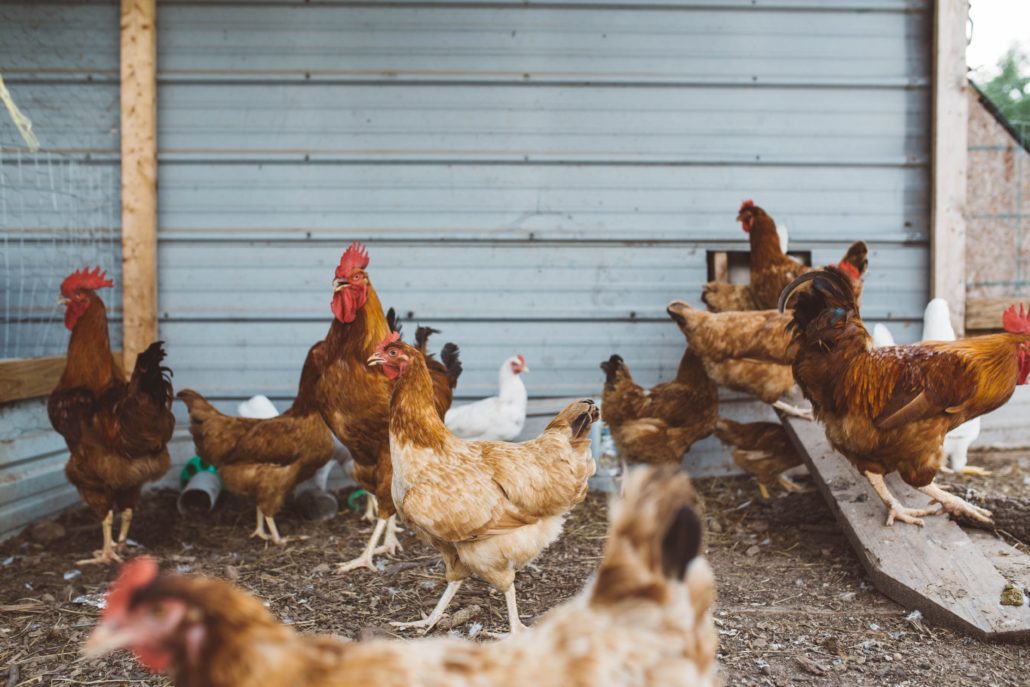Raising Chickens