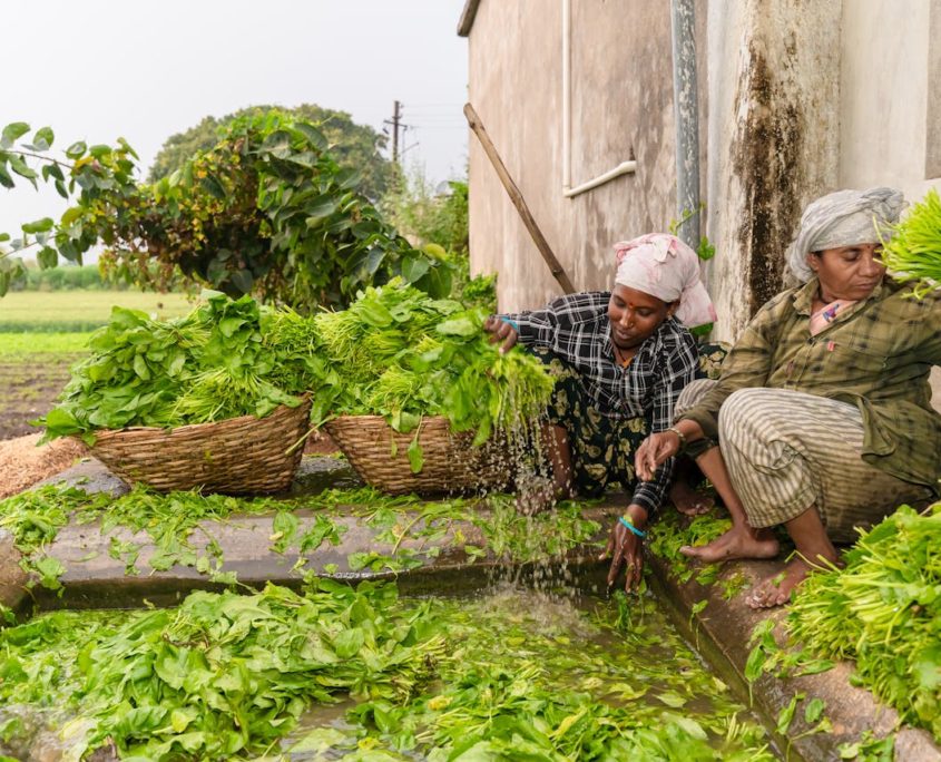 Smallholder Farmers in India