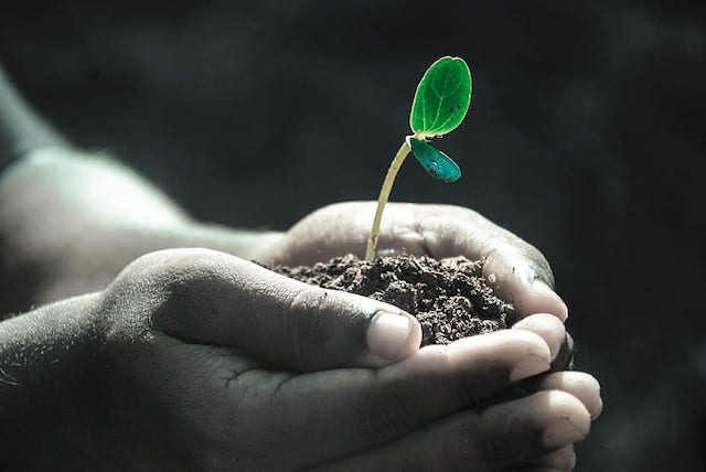 Reforestation and Poverty