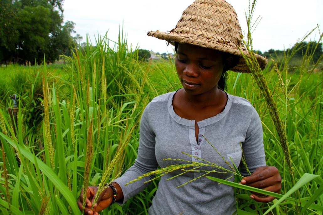 Rice Self-Sufficiency