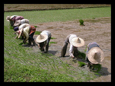 Rice Subsidy