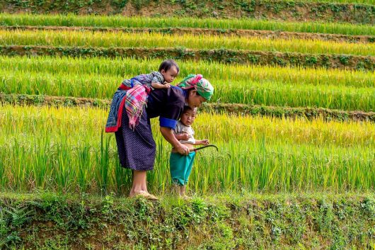 Climate smart crops