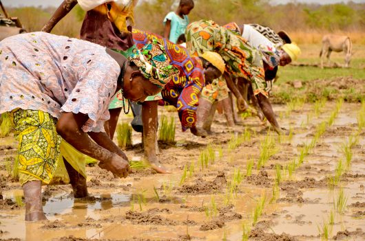 Rice Production in Tanzania