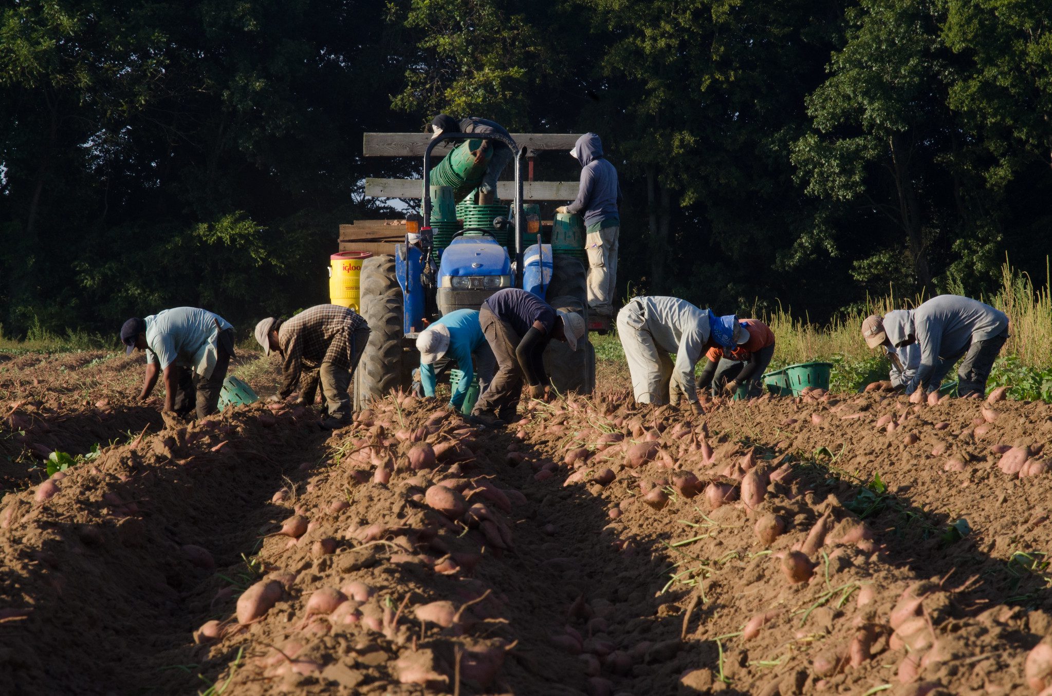 Agriculture in Bangladesh 