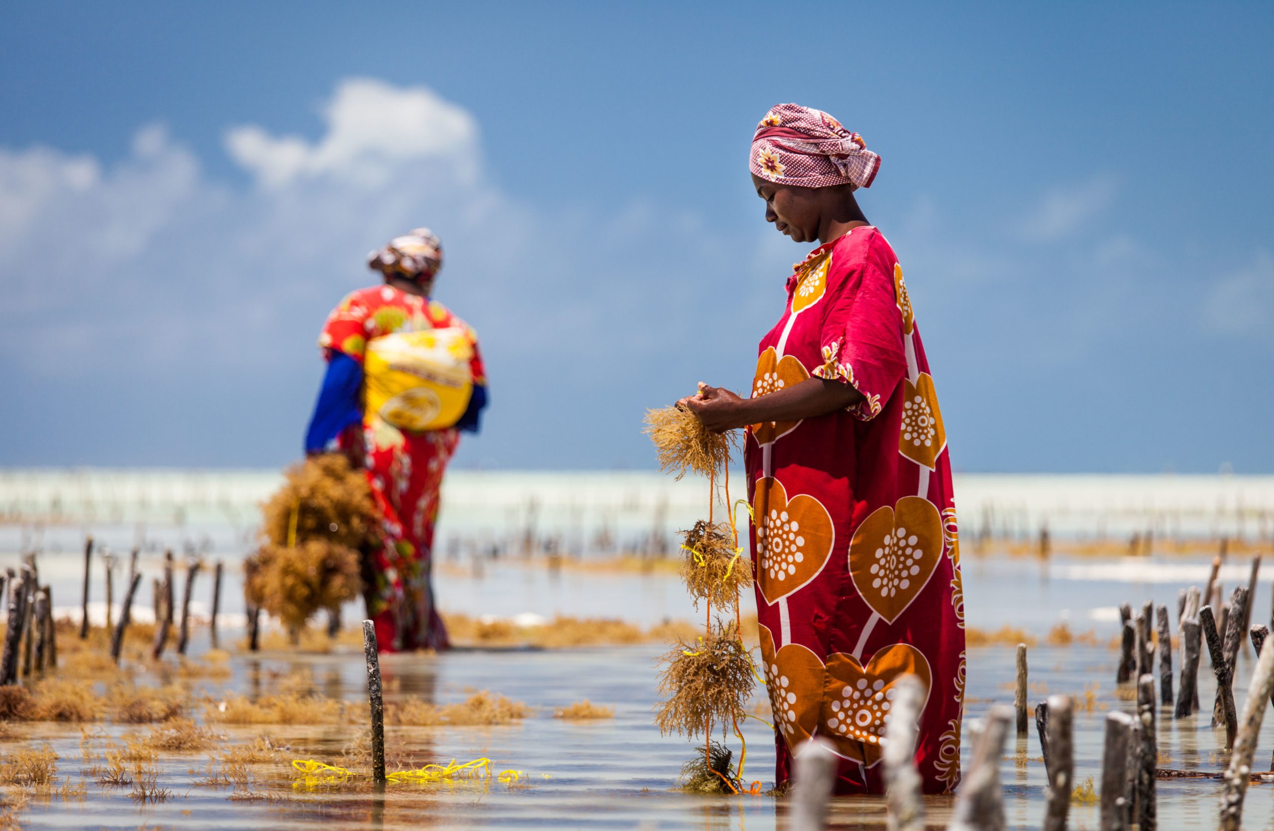 Seaweed Farming in Zanzibar