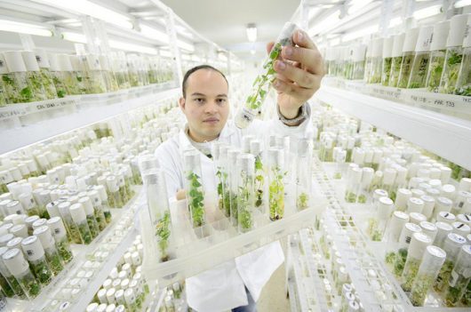 Seed Banks Can Help Impoverished Areas
