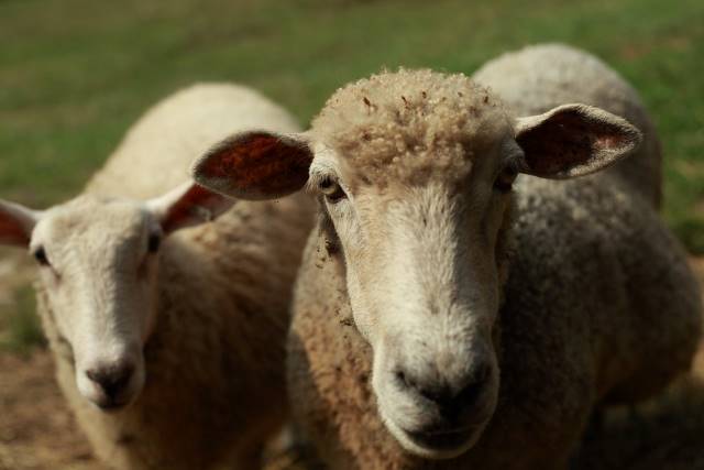 Sheep Farming in the Sahel Region
