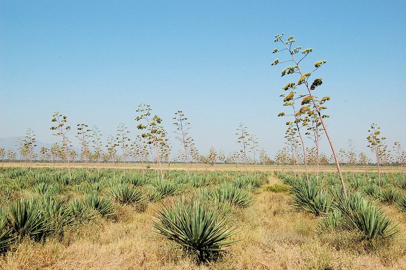 Sisal Plant