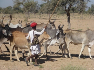 Smallholder Farmers in India