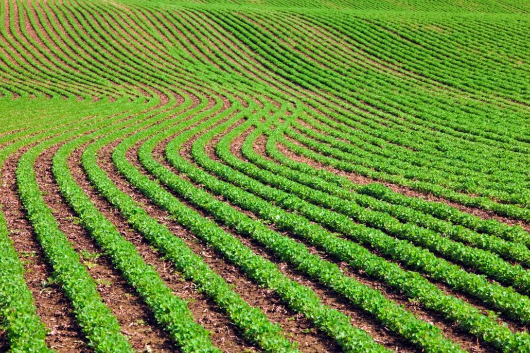 Speed Breeding Technology