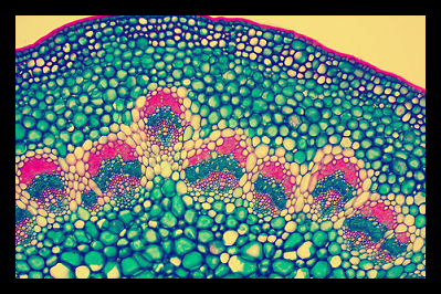 Stem Cells 101
