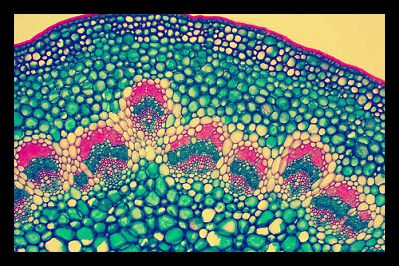 Stem Cells 101