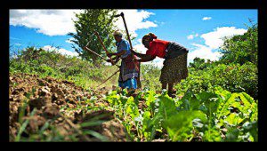 Sub Saharan Africa Agriculture