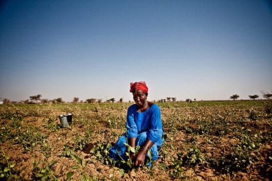 Sustainable Agriculture in Mauritania