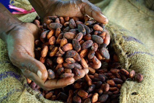 Sustainable Cocoa Farming