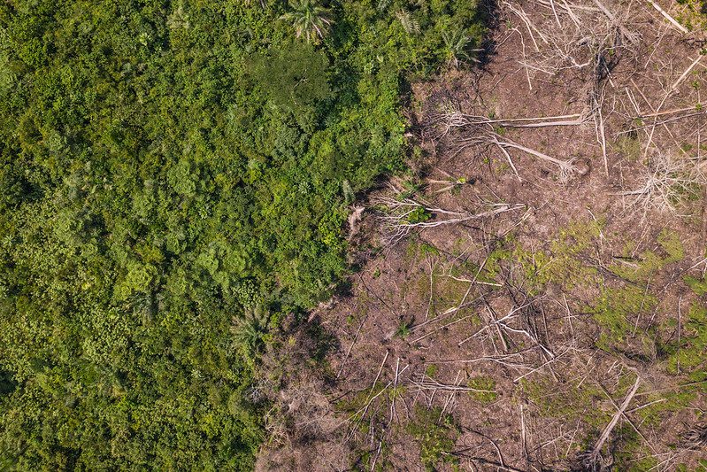 how-the-rainforests-waste-is-used-to-produce-sustainable-energy-in-congo